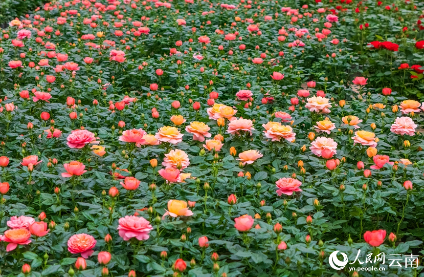 In pics: Flower industry thrives in Yuxi, SW China's Yunnan