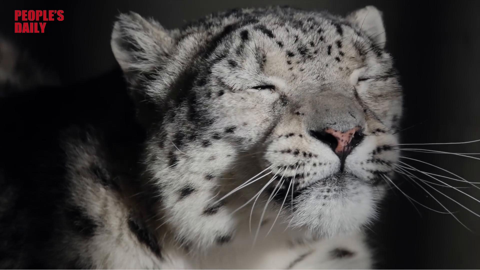 Highland Creatures: A snow leopard shares a Moment