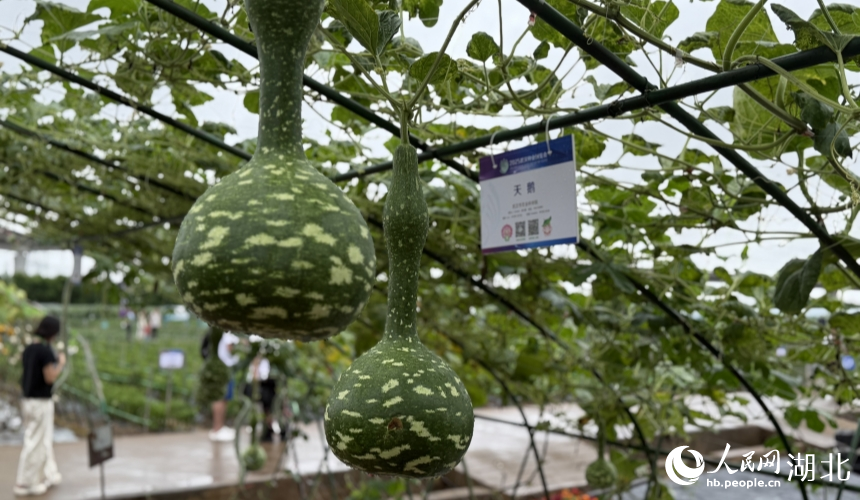 Over 3,000 agricultural innovation achievements on display in Wuhan, C China's Hubei