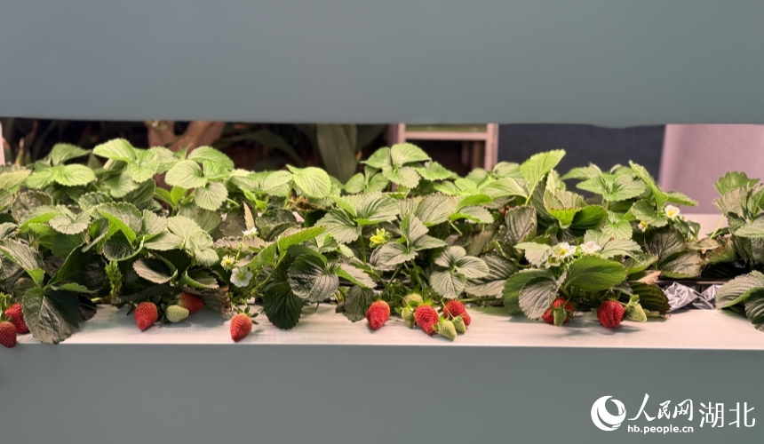 Over 3,000 agricultural innovation achievements on display in Wuhan, C China's Hubei