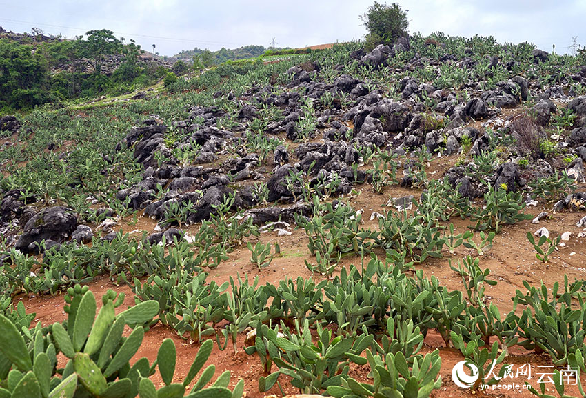 Cactus turns barren hills into green wealth
