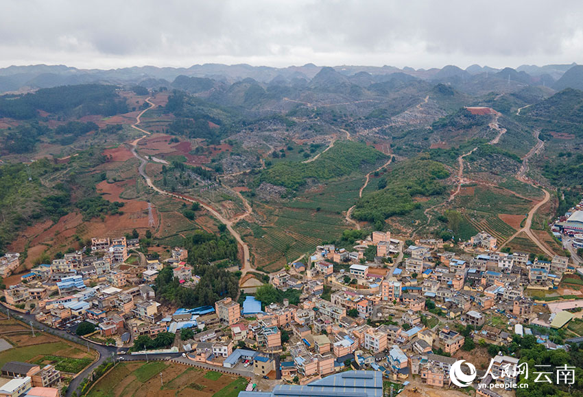 Cactus turns barren hills into green wealth