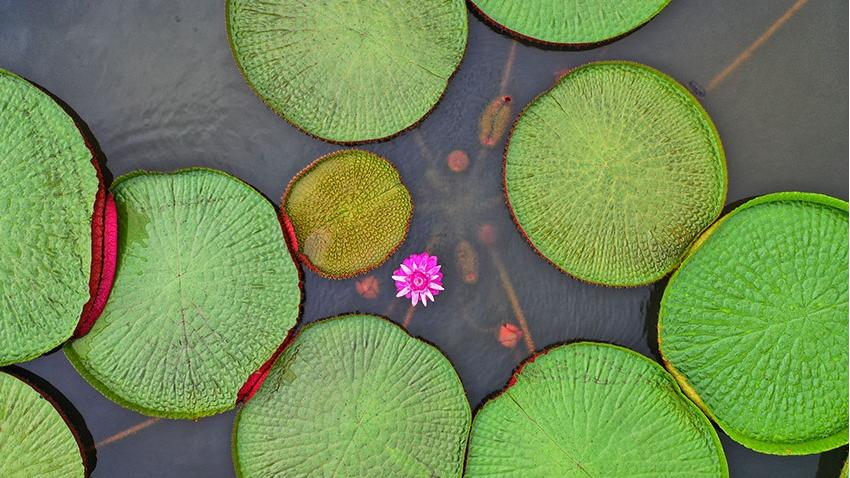 Giant water lilies come into full bloom in SW China's Yunnan Province
