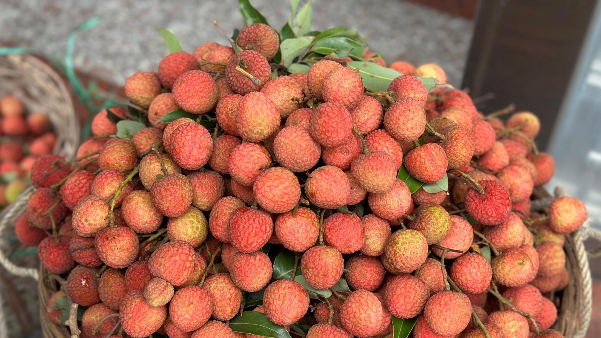 Lychee generates wealth in village in S China's Guangdong