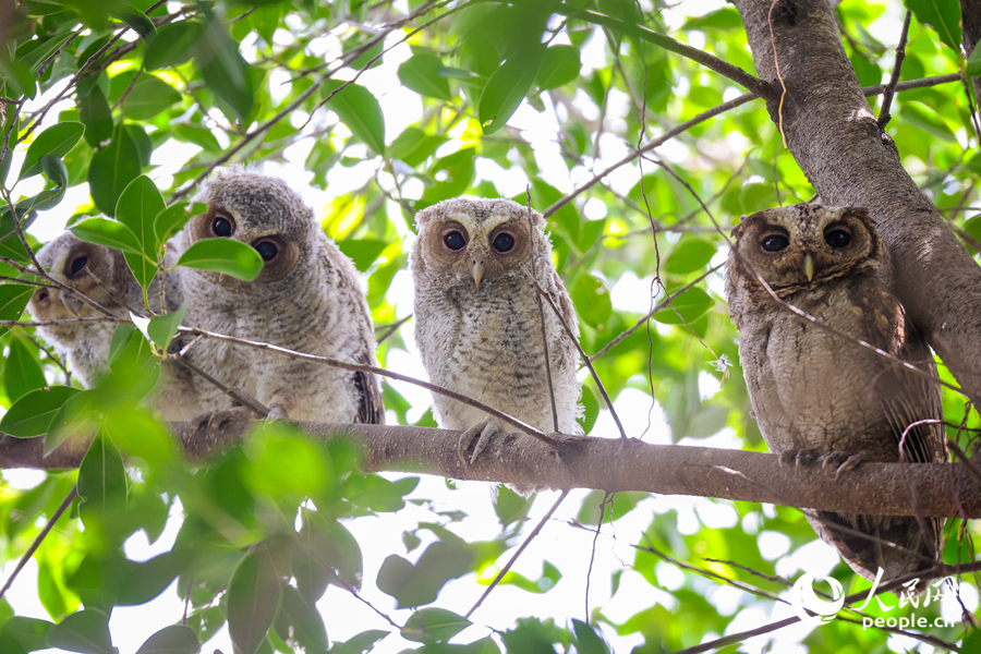 Collared scops owls spotted in Xiamen, SE China's Fujian