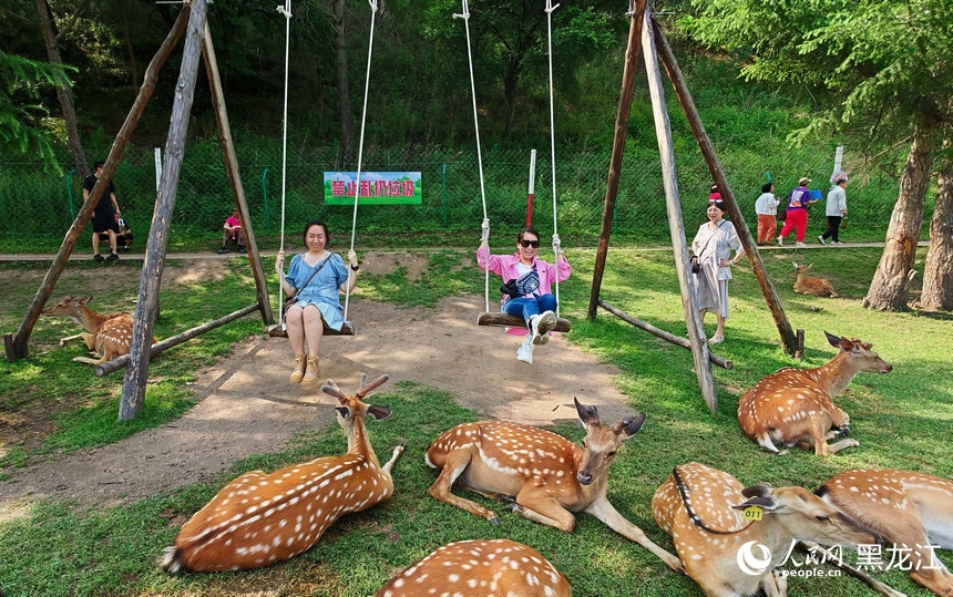 In pics: Deer park in NE China's Heilongjiang attracts visitors
