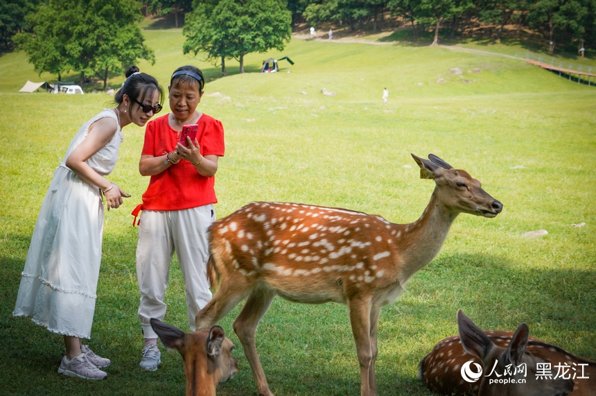 In pics: Deer park in NE China's Heilongjiang attracts visitors