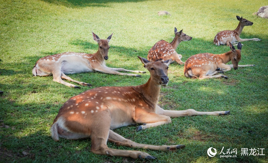 In pics: Deer park in NE China's Heilongjiang attracts visitors