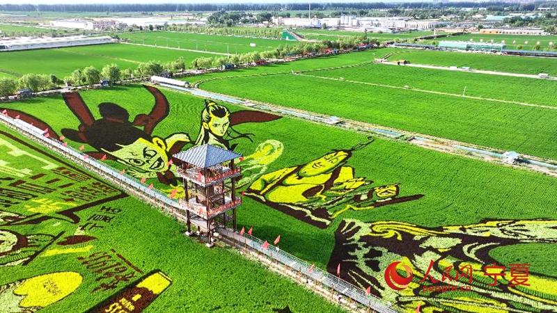 Splendid paddy field artworks in NW China's Ningxia