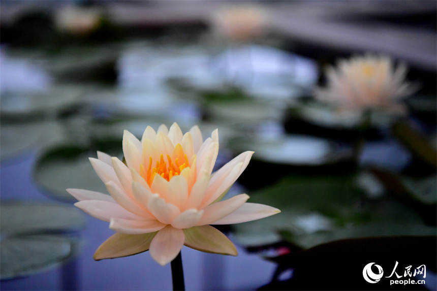 Over 500 varieties of lotus bloom in expo park in E China's Jiangxi