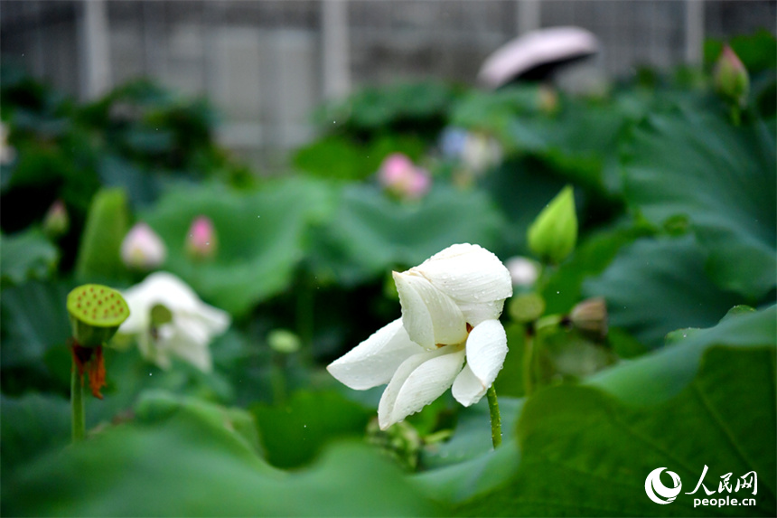 Over 500 varieties of lotus bloom in expo park in E China's Jiangxi