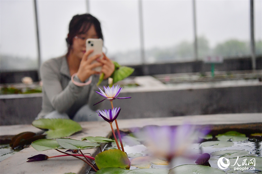 Over 500 varieties of lotus bloom in expo park in E China's Jiangxi