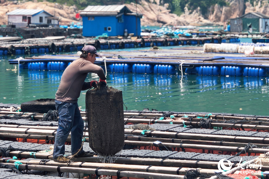 Abalone industry thrives in Lianjiang county, SE China's Fujian