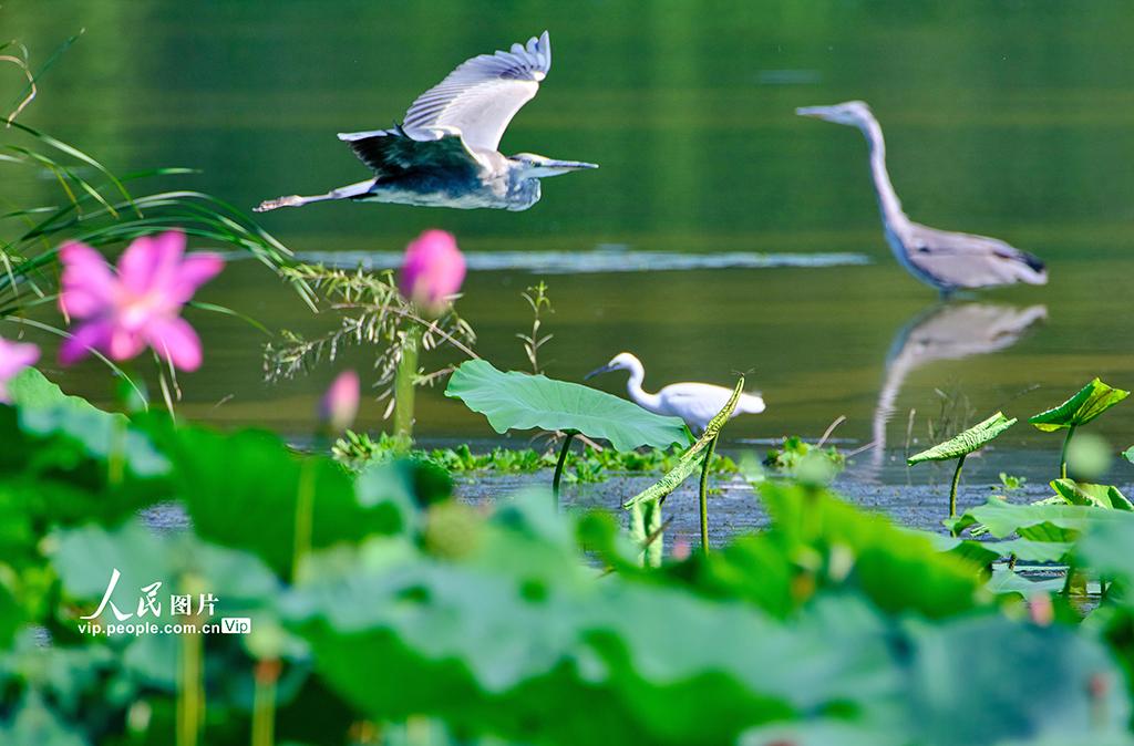 Ecology in action: Beijing's Changping district home to a variety of bird species