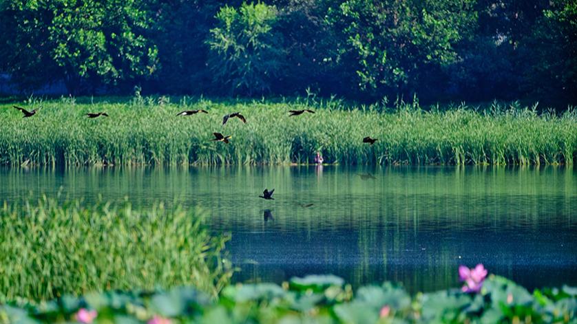 Ecology in action: Beijing's Changping district home to a variety of bird species