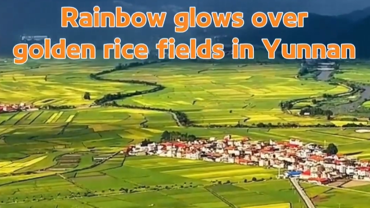 Rainbow glows over golden rice fields in Yunnan