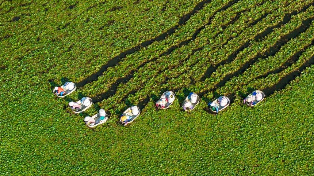 Autumn harvest in full swing in E China