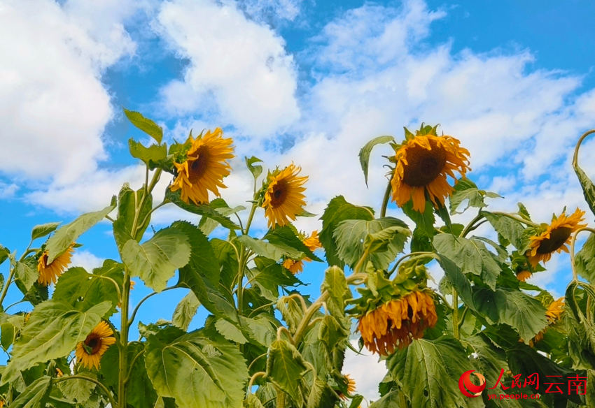 Sunflower fields in full bloom radiate warmth and charm in Dali, SW China's Yunnan