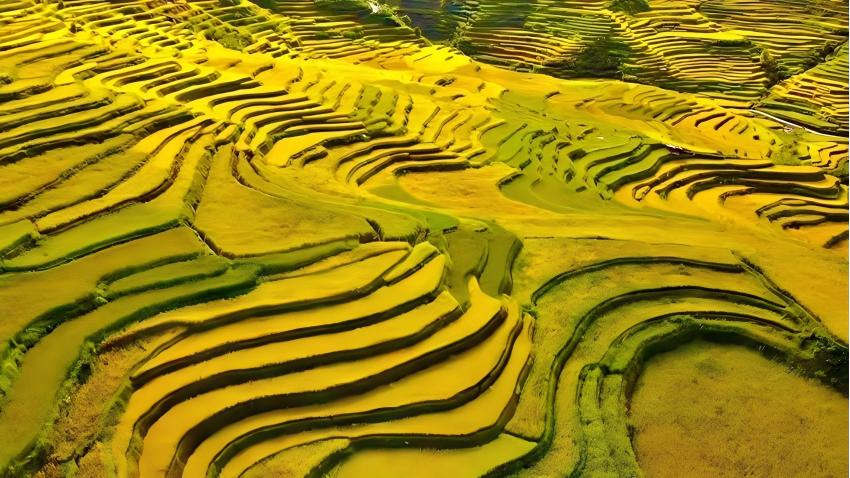 Splendid scenery of golden terraced rice fields in SW China's Yunnan