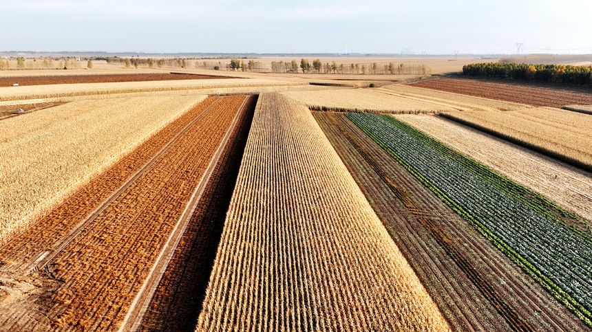 Enchanting autumn scenery in Suihua, NE China's Heilongjiang