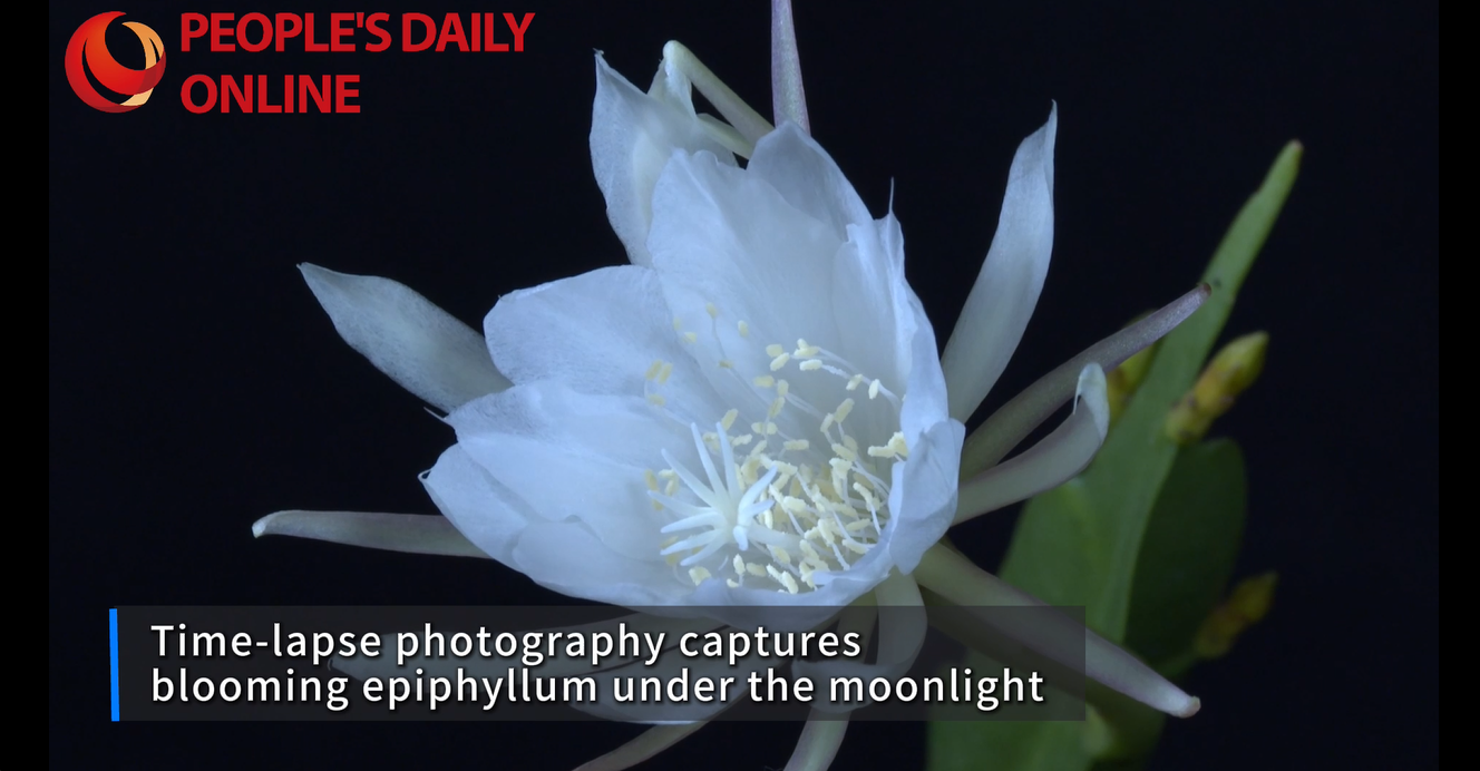 Time-lapse photography captures blooming epiphyllum under the moonlight