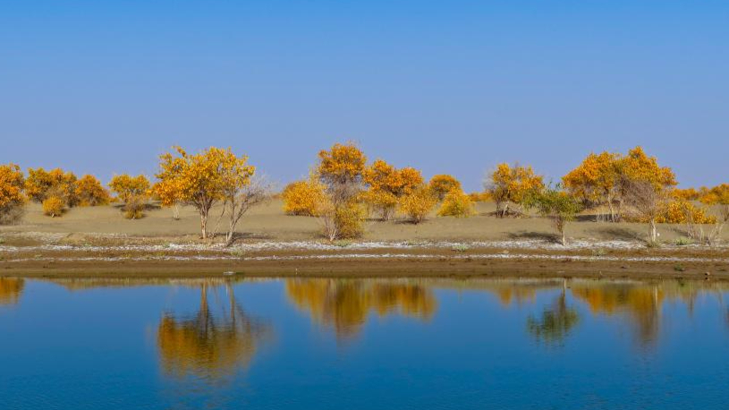 Scenery of populus euphratica forests in Hotan County, China's Xinjiang