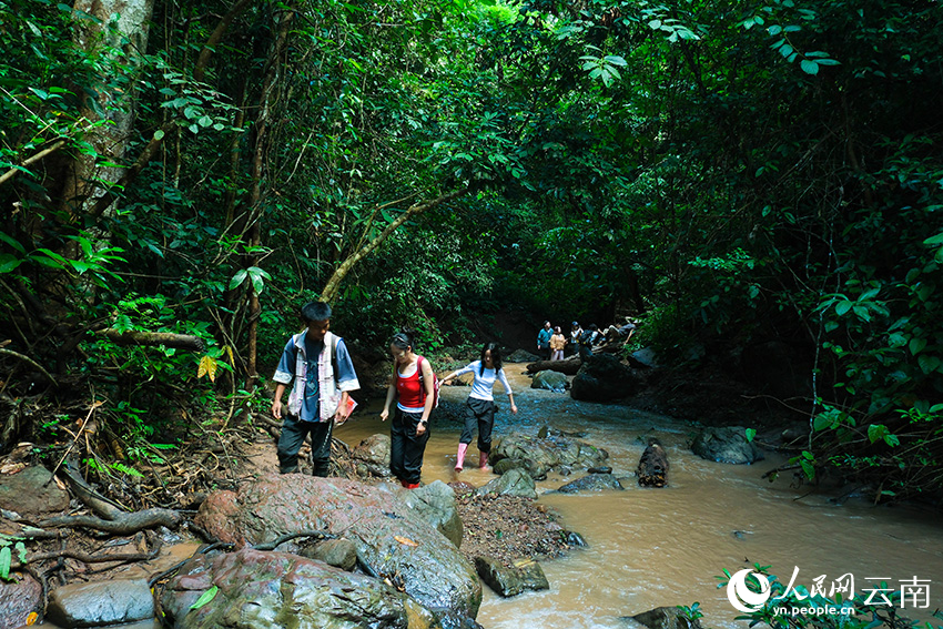 Rainforest hiking boosts economy in township in SW China's Yunnan