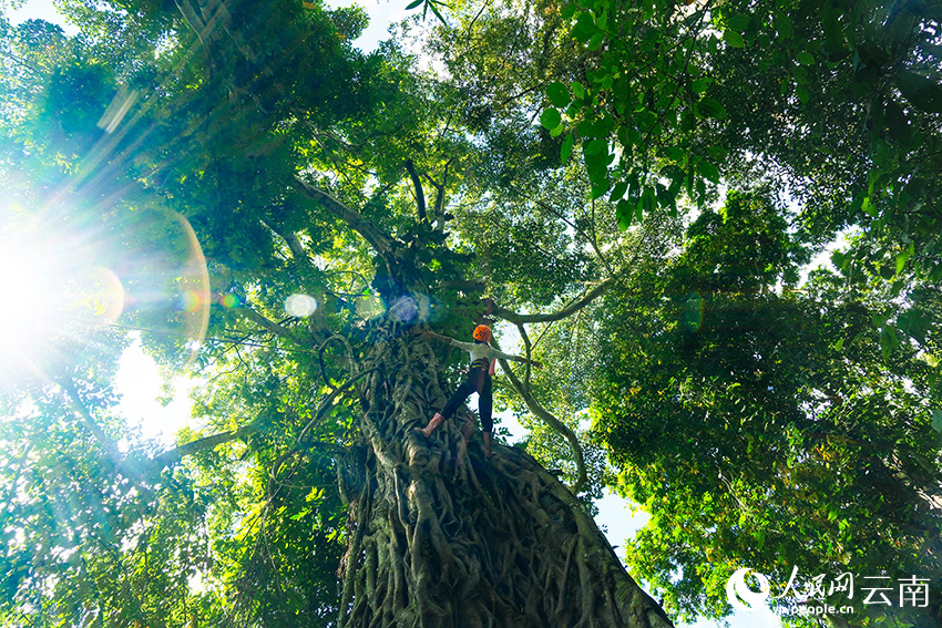 Rainforest hiking boosts economy in township in SW China's Yunnan