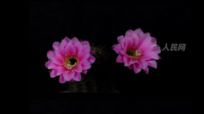 Cactus flowers bloom