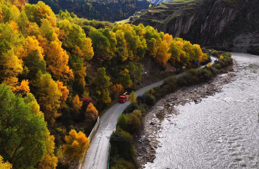 A golden autumn tapestry in Padma county, NW China's Qinghai