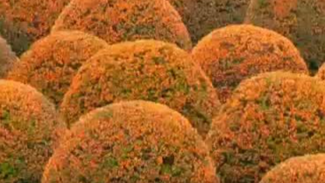 Hangzhou immersed in the scent of osmanthus blossoms