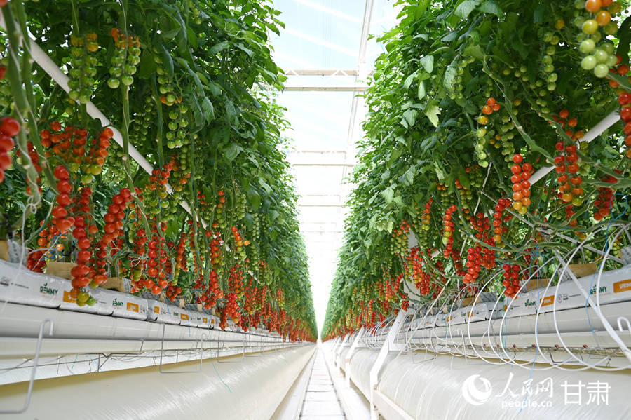Cherry tomatoes see bumper harvest in NW China's Gansu