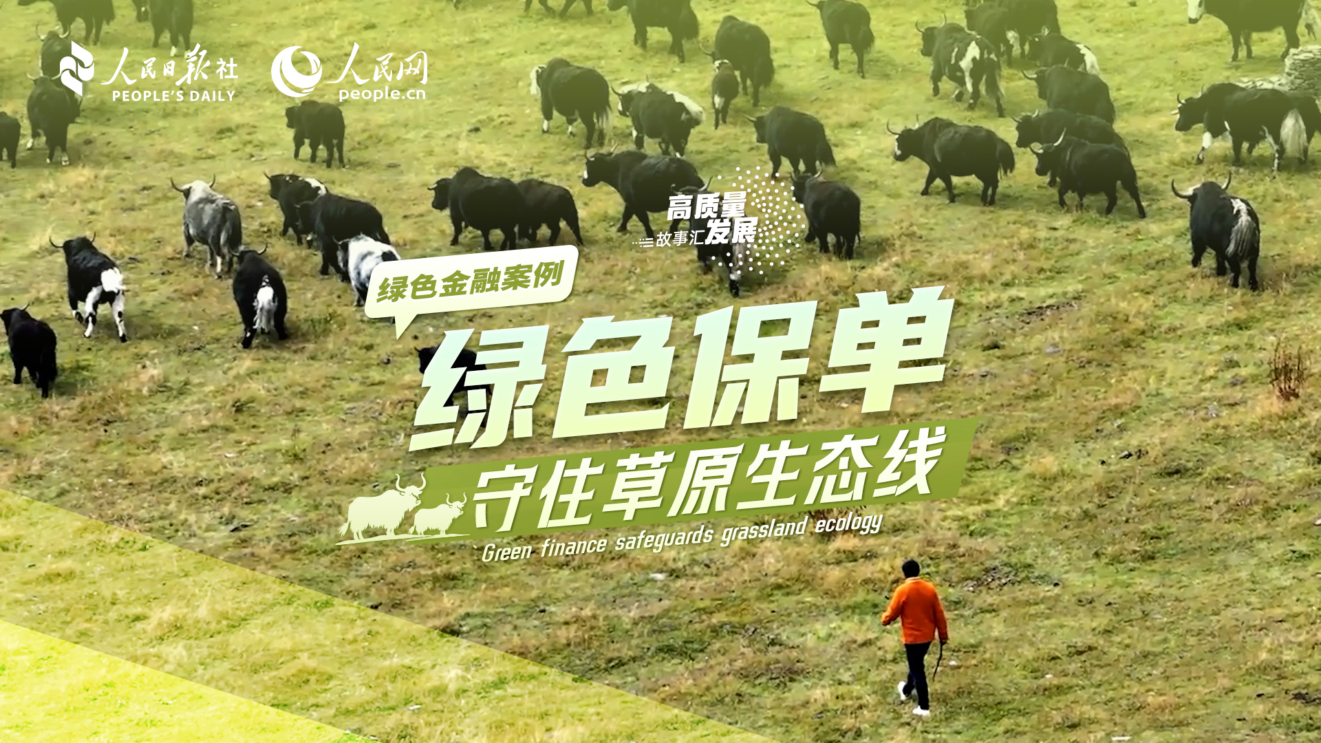 Stories of High-Quality Development | Green finance safeguards grassland ecology