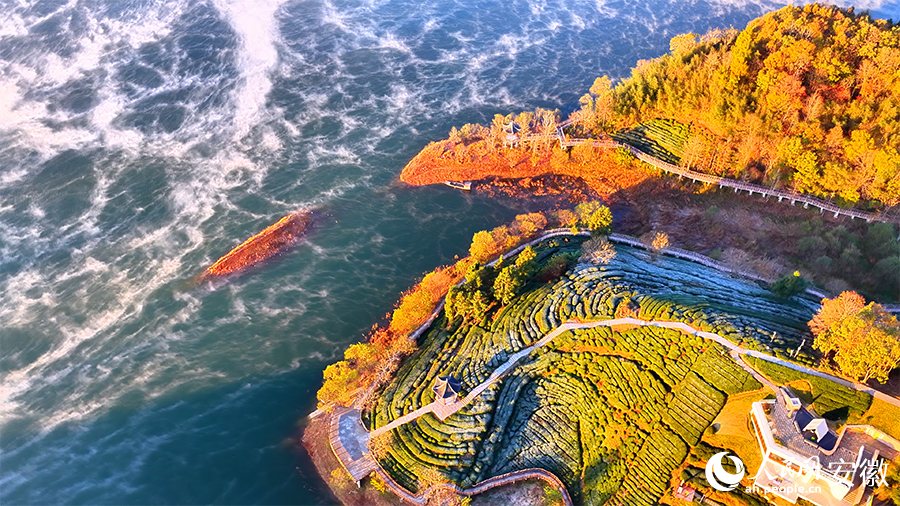 Breathtaking views of tea-themed park shrouded in morning mist in E China's Anhui