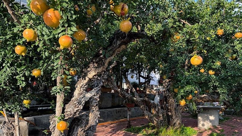 Pomegranates fuel art and economic growth in Zaozhuang, E China's Shandong
