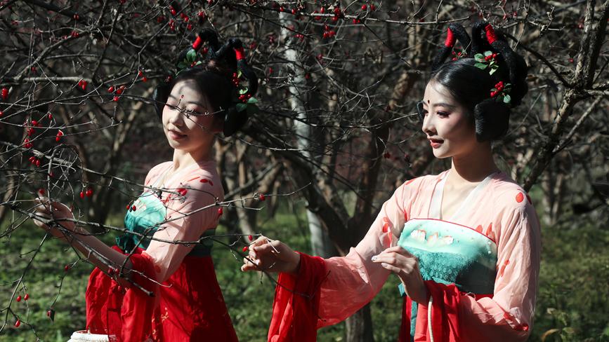 Harvest begins for income-boosting medicinal fruit in C China's Henan