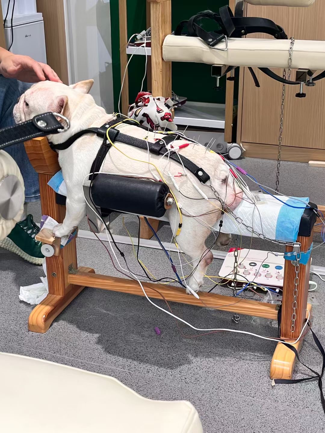 A French Bulldog receives acupuncture treatment in Wang Miao Tai Yi Tang in Chengdu, Southwest China's Sichuan Province. Photo: Courtesy of Wu