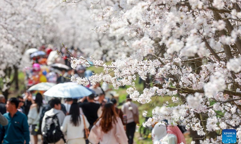Tourists view cherry blossoms at a cherry garden in Gui'an New Area, southwest China's Guizhou Province, March 25, 2025. Recently, the 10,000 mu of cherry trees in Gui'an New Area have been in full bloom, attracting many tourists to come and enjoy the spring time. Gui'an New Area has integrated flower appreciation economy with characteristic agriculture, study tour and other forms of business by taking advantage of good ecological resources, an effort to promote tourism development in the surrounding areas and help increase villagers' income. (Photo: Xinhua)